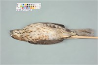 鳳頭蒼鷹藏品圖，第14張